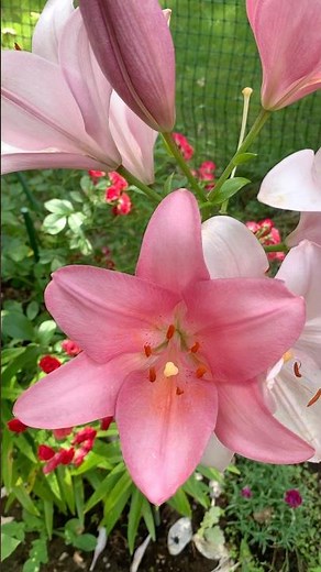 Garden Serenity: The Elegance of Pink Lilies 🌸✨