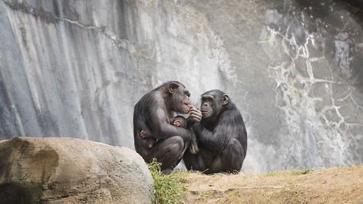 La prémastication chez les chimpanzés