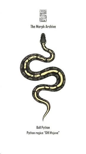 Illustration of the Mojave GHI Ball Python by The Morph Archive / Mingo Art