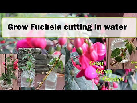 How to propagate fuchsia cuttings in water