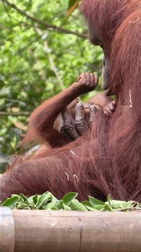 A mother kisses her baby orangutan.