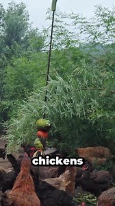 552K views · 7.7K reactions | Smart way to feed chickens with zero waste and full fun! 塞 They stay active, healthy, and totally entertained. #ChickenFeedingHack #FarmLifeTips #HealthyFlock #BackyardChickens #SmartFarming #EcoFeeding | CuriousCorner | Facebook