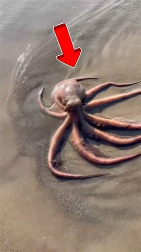 The octopus’s life was saved 🐙