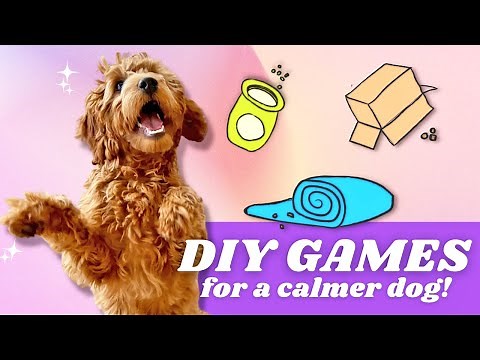 4 EASY Brain Games! 👉 Exercises your dog AT HOME
