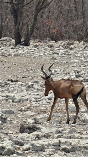 Red hartebeest in Namibia, Etosha.