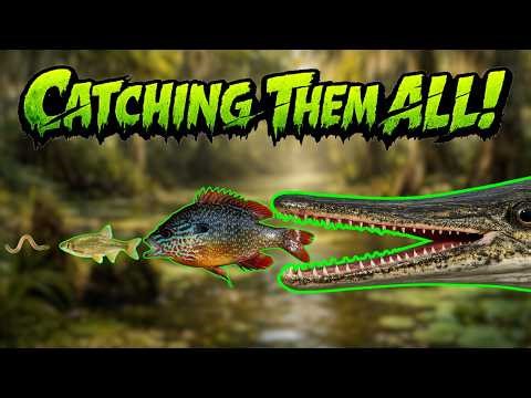 Catching My Way Up The ENTIRE Swamp Food Web!