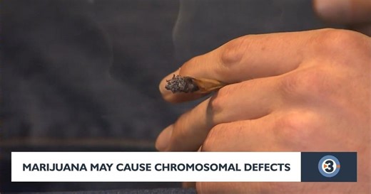 Study shows marijuana may cause chromosomal defects