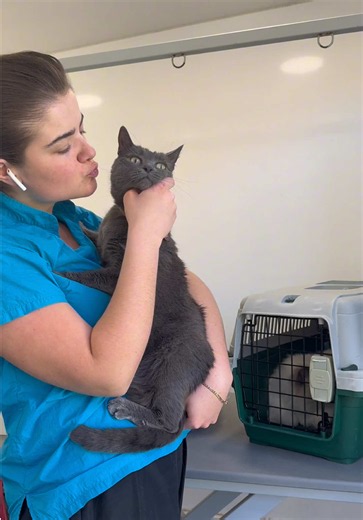 Essential Tips for Grooming Your Cat