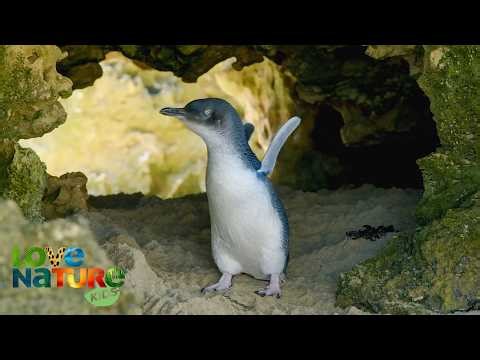 Harry And Sally: A Penguin Love Story 🐧💙 | Wild Birds of Australia 101