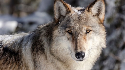 FWP proposes new wolf hunting, trapping regulations