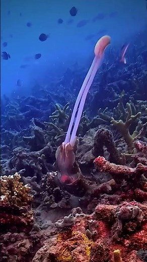 Broadclub Cuttlefish