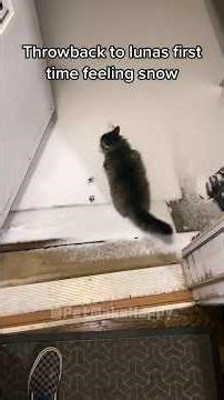 My Cat’s Software Cannot Compute “Snow”! #funny #cat #cat #pets #cute