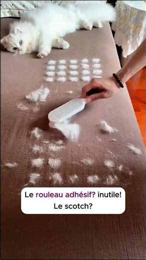Bon plan ou arnaque 1 Édition Animaux de Compagnie ! #animaux #chats #chiens #foryou