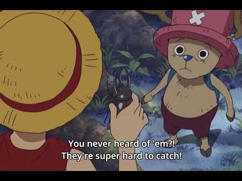 Luffy finds a rare Atlas beetle comparable to One Piece