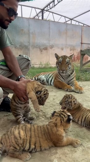 Tigress trying to calm her baby👶 so magnificent moment ❤