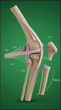 Knee Motion – 3D Anatomical Animation
