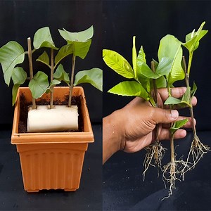 How To Grow Guava Trees From Cuttings In A Banana Tree Trunk | Dian Creative