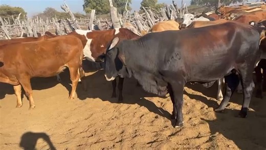 Living life in abundance through livestock farming isn’t just about numbers—it’s about purpose. 🌱🐄 It’s waking up to the rhythm of the land, caring for animals that depend on you, and knowing your hard work feeds families and builds communities. It’s the patience of early mornings, the discipline of daily routines, and the reward of seeing healthy herds thrive. Abundance is found in sustainable practices, shared knowledge, and gratitude for every season—good or challenging. When you farm with 