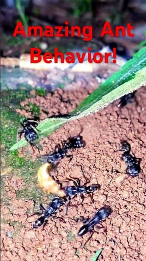 What Are These Ants Doing? Incredible Behavior Caught on Camera! (Discovery)