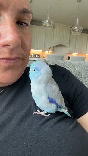 He’s so cute, cute, cute, cute, cute ☺️ #talon #parrotlet | Green Bird