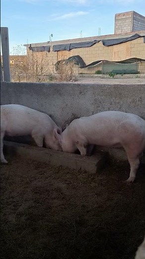 Loving Our Homestead/Farm Life Here in México #guanajuatomexico