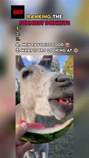 These Are the Funniest Donkeys Ever! 🫏😂