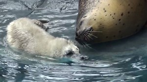 可爱的小海豹和麻麻一起游泳！