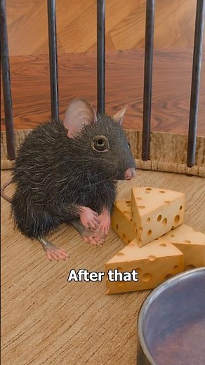 The Rat Park Experiment 🐭