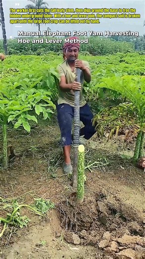 Digging Elephant Foot Yam Tubers by Hand #YamHarvest #RootCrop #USA