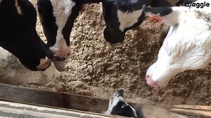 139K views · 1.4K reactions | Here are the hilarious bloopers of a...