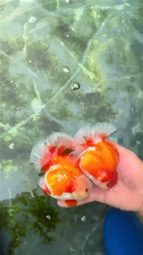 Another visit to the fish farm! Can't resist buying some to take home every time #goldfish #koi