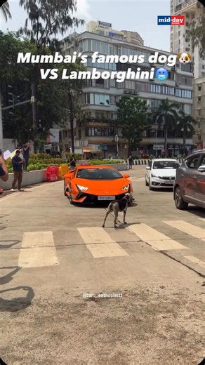 108K views · 38K reactions | A user on X posted a funny video of a street dog in Mumbai blocking a Lamborghini. In the video, the dog stands in front of the expensive car and lets other cars go by. Whenever the driver tries to change lanes, the dog moves again to block the way. After a while, the car finally drives past the dog, but the dog runs after it for a short time. #Mumbai #Lamborghini #StreetDog #ViralVideo #DogVsCar #ViralMoments | MiD DAY | Facebook