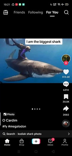 Largest Shark Species - Photos, Facts & Records