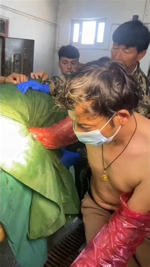 Saving a Cow from Hardware Disease: A Vet Performs Emergency Stomach Surgery 👀