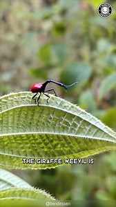 56K views · 1.3K reactions | Giraffe Weevil 者 This Insect Looks UNREAL! | 1 Minute Animals This insect looks like it came from another planet! But it’s real and thriving in the wild! #giraffeweevil #weevil #insect #insects #insectsofinstagram | 1 Minute Animals | Facebook