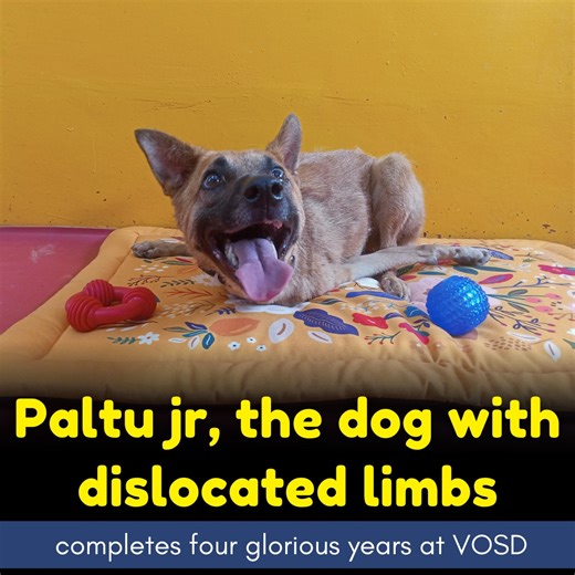 PALTU JR, THE DOG WITH DISLOCATED LIMBS, COMPLETES FOUR GLORIOUS YEARS AT VOSD https://vosd.in/active-campaigns/monthly-expenses/ In 2021, a kind-hearted dog lover wrote to VOSD about a puppy he had rescued. The 21-day-old puppy was picked up by a stray dog, and when the mother dog intervened to pull him out of the dog's mouth, his legs got twisted. The rescuer sent us pictures of the little one, where it was evident that his forelimbs were irreversibly dislocated. Knowing that the pup would not