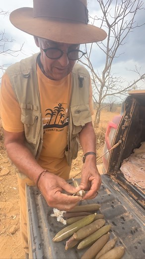 Ipe paratudo caraíba, conhecido como Ipê-amarelo-do-cerrado, uma árvore nativa do Brasil, cujo nome científico é Tabebuia aurea. Este nome combina diferentes nomes populares da mesma espécie, sendo “paratudo” devido ao uso popular da casca como remédio para várias doenças, e “caraíba” ou “caraúba” também são termos para a mesma planta. A árvore é conhecida por sua beleza ornamental, madeira resistente e uso na arborização urbana, tendo uma floração amarela entre agosto e setembro. | Árvores e Ri