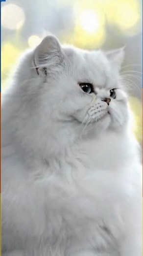 Persian Cat Growth Stages: Watch a Tiny Kitten Become a Majestic Adult (Time Lapse)