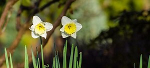 Planting Spring Bulbs | DoItYourself.com