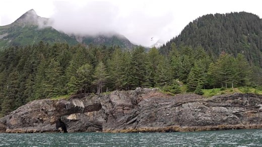 For over a decade, ASLC scientists have maintained the longest-running year-round bird and marine mammal survey in Alaska, right here in Resurrection Bay. This unparalleled dataset offers a long-term view of species composition and abundance, helping researchers understand both normal seasonal cycles and unexpected changes. When the Pacific Marine Heatwave, known as “The Blob,” hit Alaska, these surveys didn’t stop. Thanks to consistent data before, during, and after the event, researchers can n