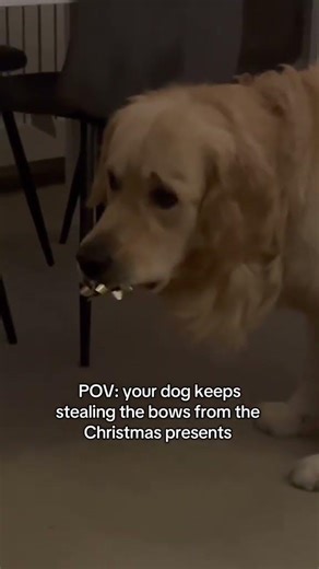 #DogTalks#PuppyLove#CuteDogs#DogLife#FunnyDogs#DogHumor