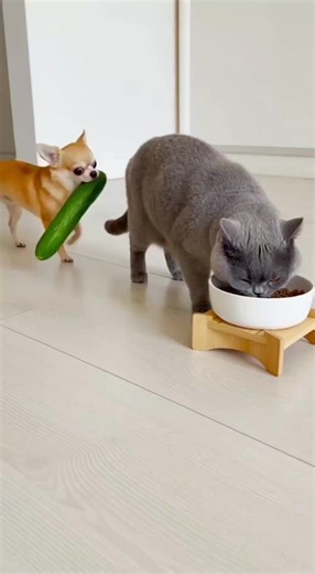 فيديوهات أنشأها Account Delete (@accountdelete2026) باستخدام Originalton - funnyvideos