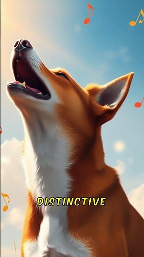 Basenji's Yodel Instead of Barking