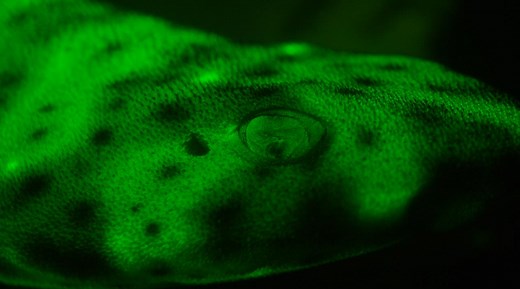 Why do sharks glow? After discovering more than 200 biofluorescent marine creatures, scientists are studying the role of this phenomenon. http://on.natgeo.com/1pA0Cgn | National Geographic