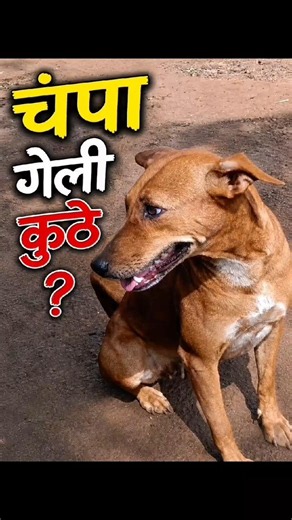 चंपा गेली कुठे❓Champa Geli Kuthe? #marathivlog #cow #animals #kokan #champa