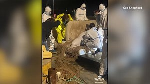 Beluga whale that strayed into River Seine euthanised during rescue