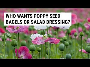 Quick and Easy Way to Harvest Poppy Seeds