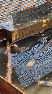 29K views · 736 reactions | Brumation station turtle unboxing! Last fall, Blanding's turtle hatchlings were placed in a box in the marsh to learn about their winter survival rate. Now that spring is here, it's time to see how many survived and collect data. #turtles #turtlesofinstagram #brumation #herpetology | Forest Preserve District of DuPage County | Facebook