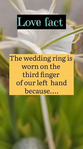 172K views · 367 reactions | The wedding ring is worn on the third finger at our left hand because... #psychology #pshychologyandlovefacts #attraction #fbreels23 #relationships #followers #women #men #love #infatuation #datinglife #girl #factzoflife | Psychology and love facts 2.0 | Facebook