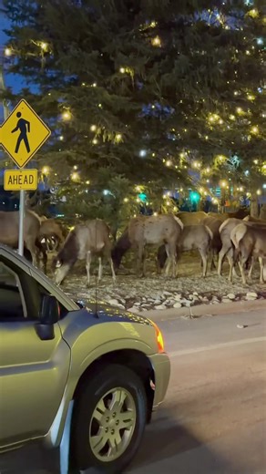 Sound up! A large herd of elk ran through downtown Estes Park, Colorado last night. We found some very excited tourists. “The thrill of a lifetime!” 🙌 #wildlifewonders #elk #estespark #wildlifeoftiktok #NatureTok